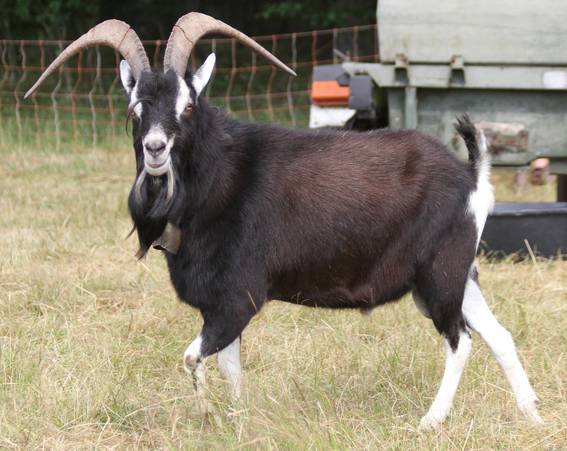 Foto: Verena Nottebom